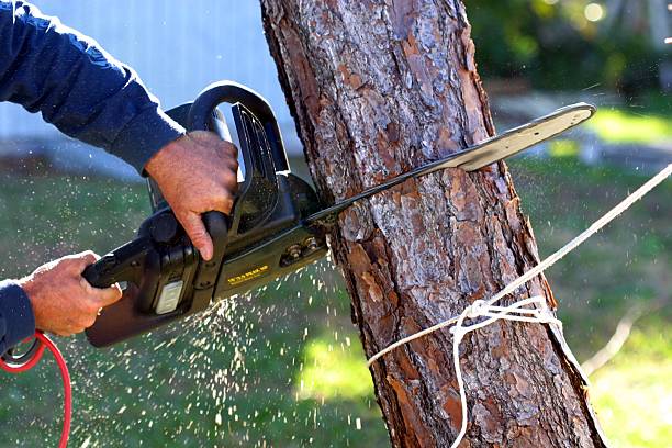 Best Tree and Shrub Care  in Westfield, MA