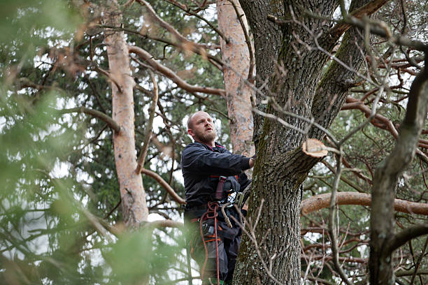 Best Commercial Tree Services  in Westfield, MA